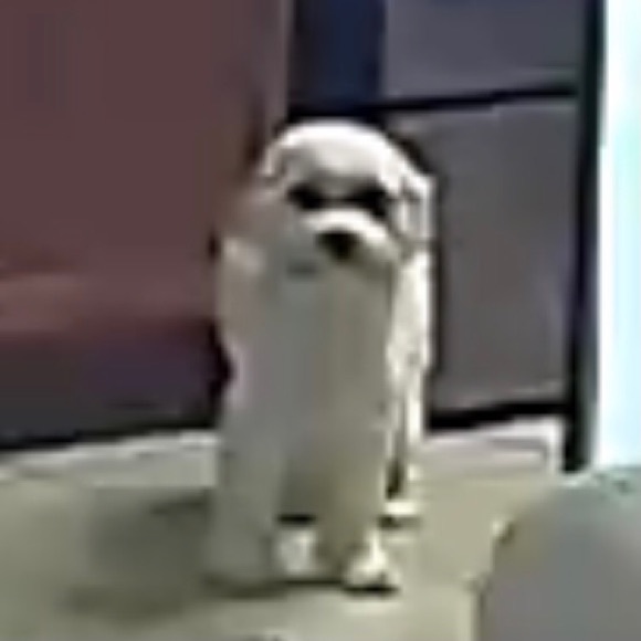 Meet your Posher, Victoria - Picture 2 of 2